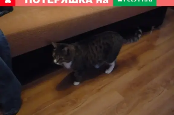 Найдена домашняя кошка в Ленинградской области