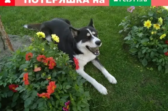 Пропала собака в Рябово, Лен. обл. - помесь хаски с маламутом, глаза разного цвета.