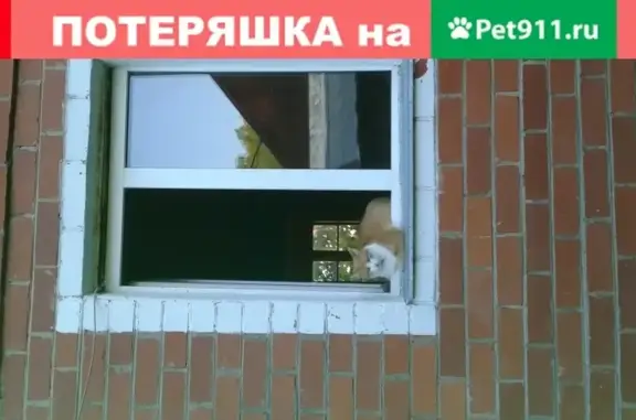Кошки потеряшки, Москва, фото: Потеряшка рыжая кошка в деревне Кашурино, Калужская область