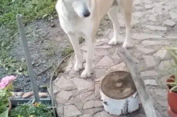 Собаки потеряшки, Студенческий, фото: Потеряшка собака Лайка в пос. Студенческий, Свердловская обл.