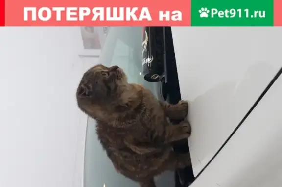 Найден вислоухий котенок в Новошахтинске