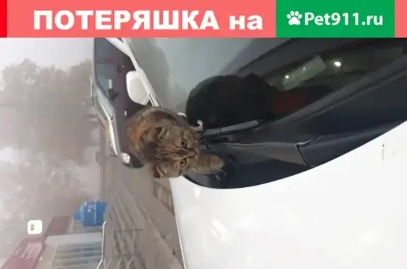 Найден вислоухий котенок на Харьковской ул.