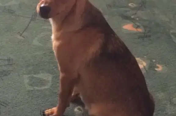 Найдена собака в Усть-Абакане, ищет хозяина