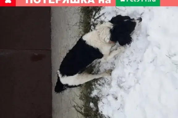 Собака с коричневым ошейником найдена в Югорске