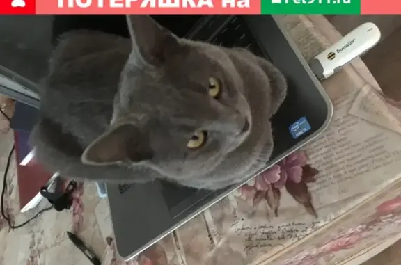 Потерянные животные Ростов-на-Дону, фото: Пропал молодой кот, адрес: Ростов-на-Дону, ул. Минераловодская, 23