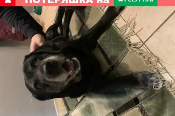 Найдена собака Лабрадор в ЮАО Москвы, возраст 10 лет, с катарактой