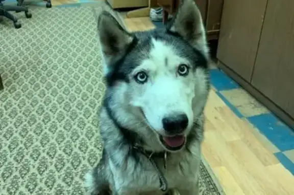 Найдена собака, Москва, фото: Найден хаски на улице Авиаконструктора Сухого