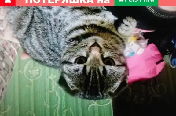 Пропала вислоухая кошка в Кашире, Новосельская улица, 11