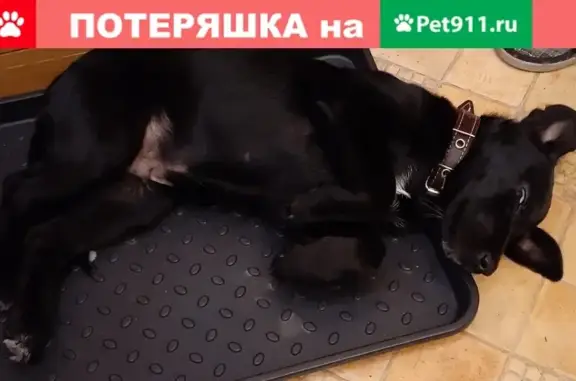 Найдена игривая собака возрастом 2-3 мес в Братске