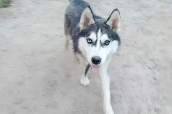 Собаки потеряшки, Астрахань, фото: Потеряшка собака Буран в Анютино, Астраханская обл.