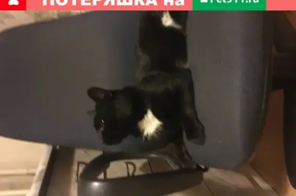Найдена домашняя кошка во Владимирской обл.