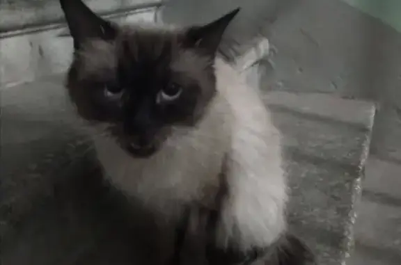 Найдена кошка на Осташковской ул. 10 в Москве