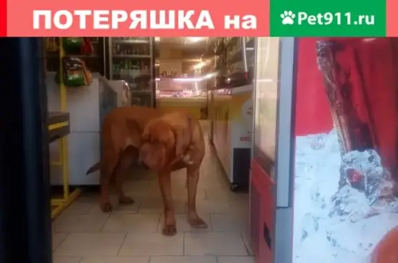 Найдена собака в Москве, ищем хозяина!