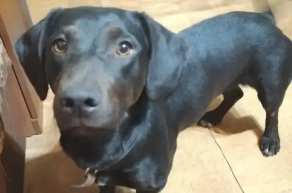 Пропала собака Герда во Владивостоке