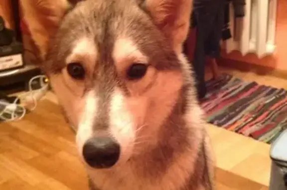 Пропала собака Хаски, чипирована. Ищем 3 года. Помогите! (Черноголовка, МО)