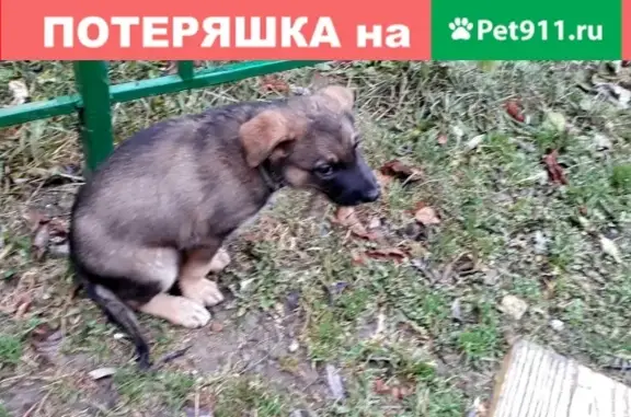 Найден щенок овчарки в Подольске