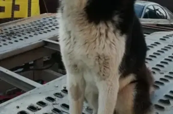 Собаки потеряшки, Липецк, фото: Потеряшка собака Хаски в районе Университетский, вознаграждение.