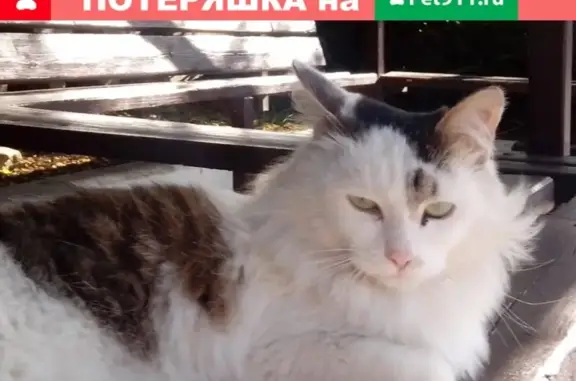 Найдена кошка на ул. Просвещения, Сочи