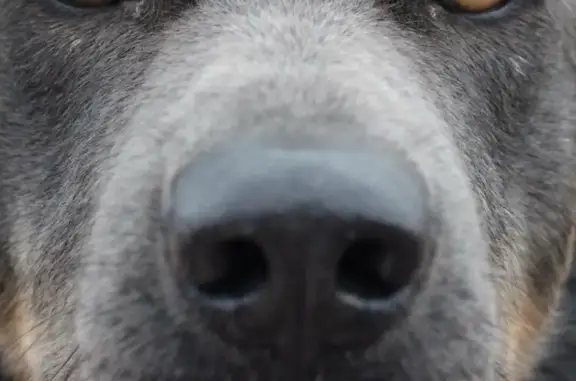 Найдена умная собака с чипом в Ленинградской области