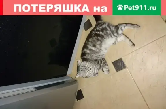 Пропала породистая кошка в Ростове
