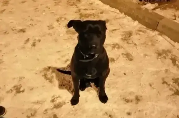 Собака найдена в Иркутском районе на Видной улице