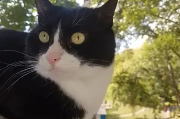 Кошки потеряшки, Москва, фото: Потеряшка кошка на улице Конёнкова, 14.