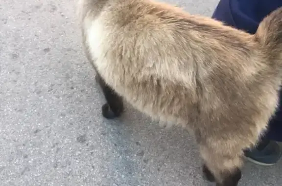 Кошка породы бирма найдена в поселке Аэрофлотский, Симферополь