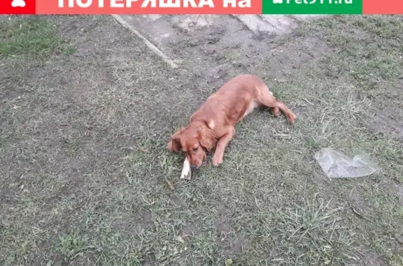 Найдена собака в д. Ваулино, Псков: рыжий кокер спаниель, ищет хозяев.