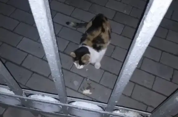 Найдена трехцветная кошка в Мещанском районе, Москва