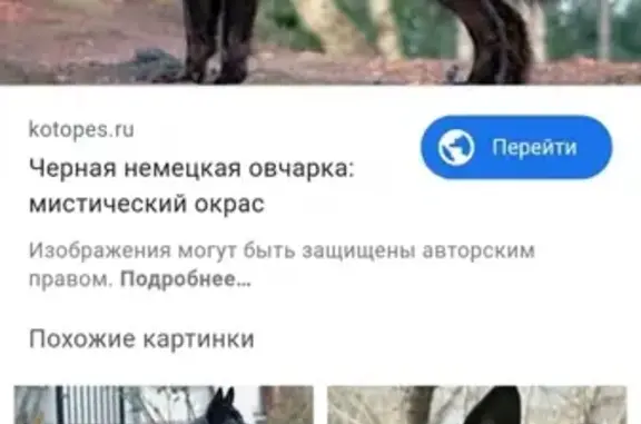 Найдена немецкая овчарка в Ростове на Володарского 2