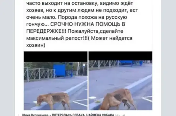 Собака найдена в Ленинградской обл. возле Санкт-Петербурга