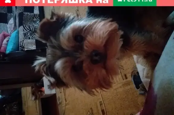 Пропала собака йорк 1.8 мес, Иваново, Россия