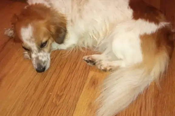 Найдена собака в Кратово с рыжими ушками
