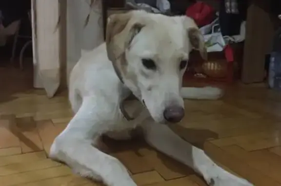 Найдена собака на ул. Пушкина, 11 в Нижнем Новгороде