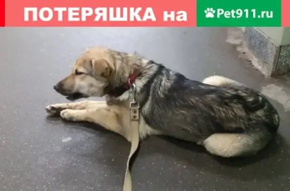 Найдена собака в Москве, метро Выхино.