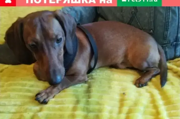 Найдена собака, Москва, фото: Найдена молодая рыжая такса на Колодезном переулке