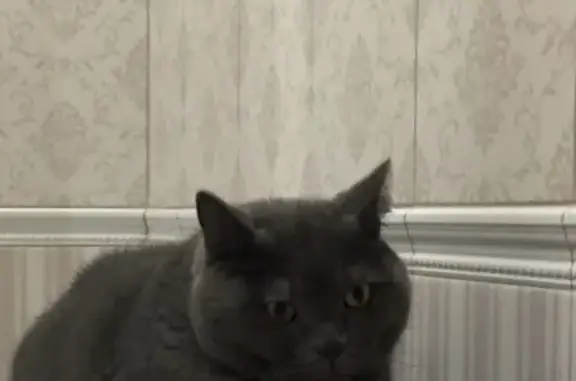 Найден котик на Нимировича Данченко 141 в Новосибирске