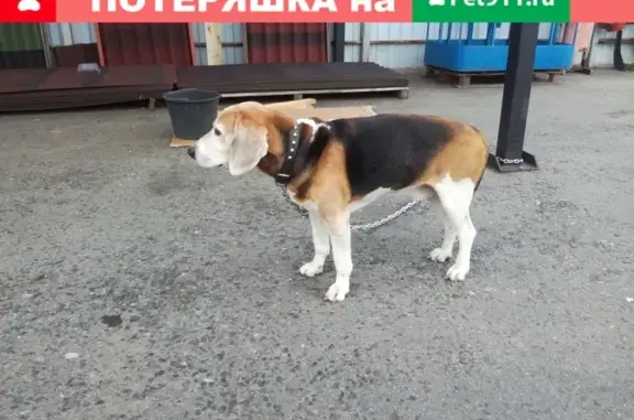 Собака Мальчик найдена на ул. Садовая 62, Белгородская обл.
