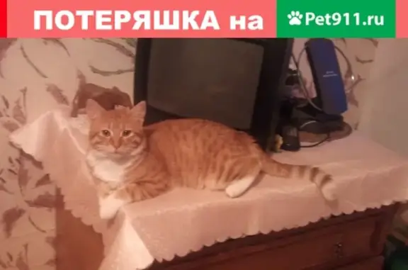 Пропал рыжий кот Фофа на даче СНТ Портовик, Владивосток