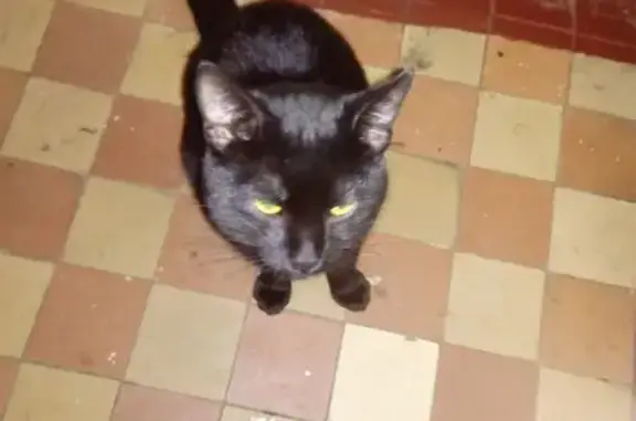 Найден ласковый черный кот с ошейником на Карамышевской набережной