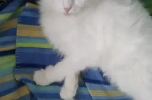 Пропала альбинос-кошка в Москве, посёлок ЛМС