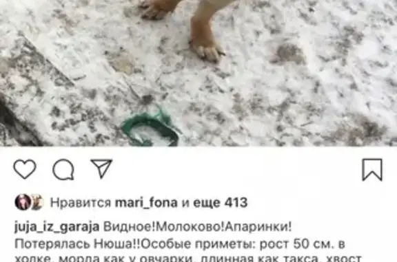 Пропала собака в Видном, Московская область