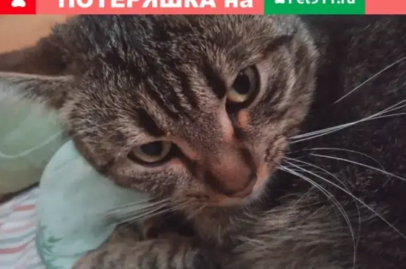 Пропала кошка в Балашихе на ул. Юлиуса Фучика