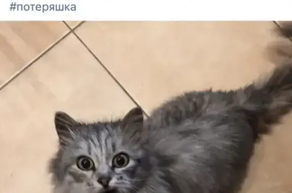Найдена Сибирская кошка на Никулинской улице, Москва
