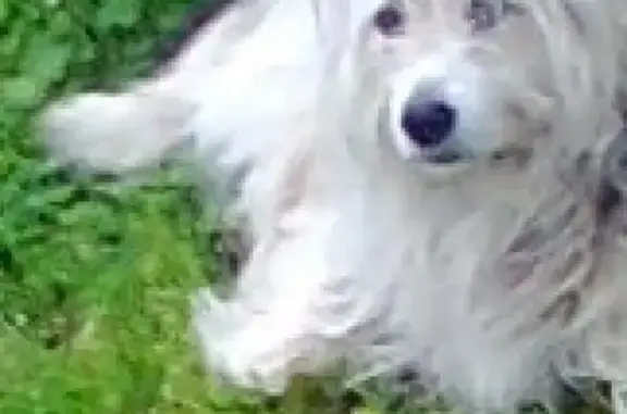 Пропала собака Балун в Отрадном