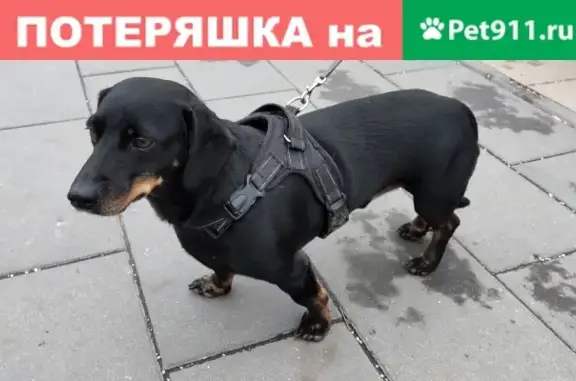 Найдена собака на Ореховом бульваре, 2-3 года, кастрированный.