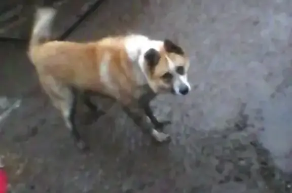 Пропала собака в Невьянске, Свердловская обл.