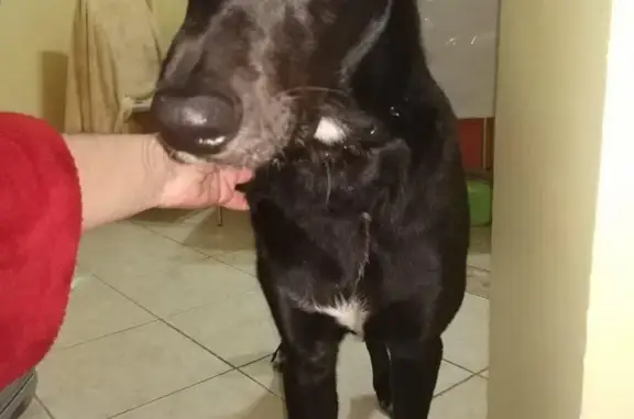 Найдена собака, Москва, фото: Найдена воспитанная собака в Москве