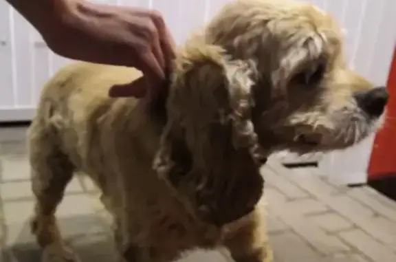 Собака Кокер-спаниэль найдена на ул. Чичерина, 62В (Тамбов)