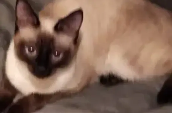 Кошки потеряшки, Москва, фото: Потеряшка кошка породы 